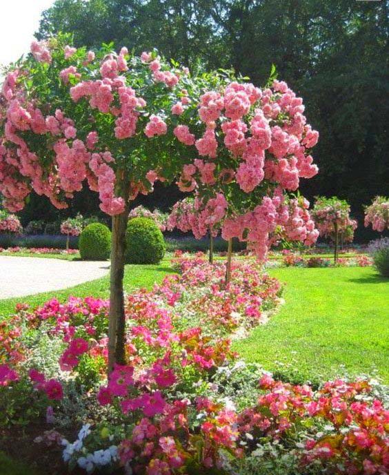 French Rose Spring Flowering Tree #spring #trees #springtrees #garden #decorhomeideas