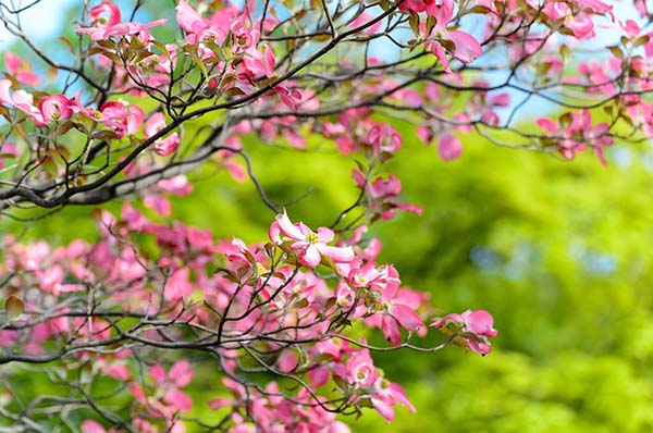 Hyperion Dogwood Spring Tree #spring #trees #springtrees #garden #decorhomeideas