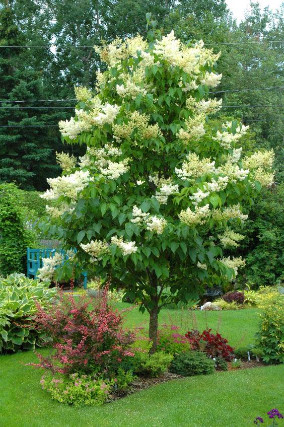 Ivory Silk Spring Tree #spring #trees #springtrees #garden #decorhomeideas