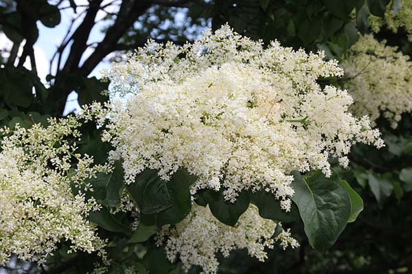 Japanese Lilac Spring Tree #spring #trees #springtrees #garden #decorhomeideas