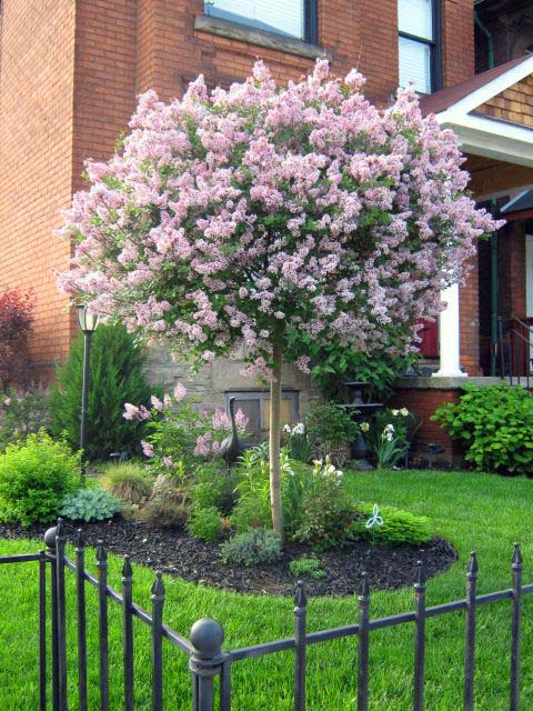 Lilac Kiss Spring Flowering Tree #spring #trees #springtrees #garden #decorhomeideas