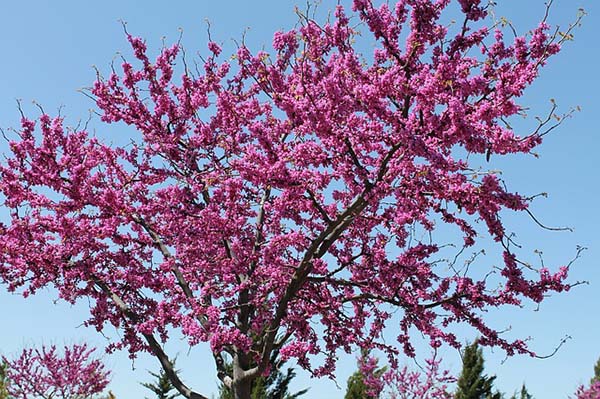 Oklahoma Redbud Spring Tree #spring #trees #springtrees #garden #decorhomeideas