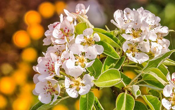 Pear Tree #spring #trees #springtrees #garden #decorhomeideas