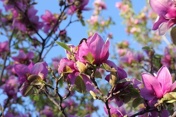 Saucer Magnolia Spring Flowering Tree #spring #trees #springtrees #garden #decorhomeideas