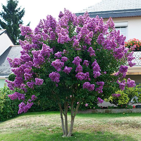 Twilight Crepe Myrtle #spring #trees #springtrees #garden #decorhomeideas