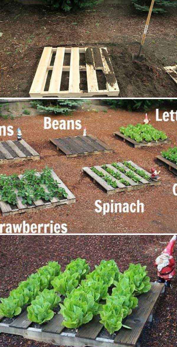 Wood Pallets Vegetable Garden