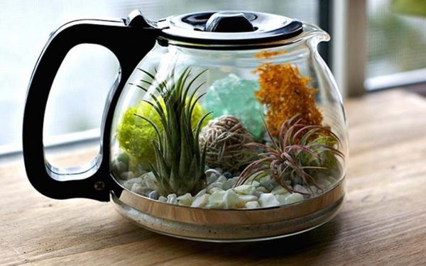 Create Terrarium From Old Coffee Pot #repurpose #reuse #kitchen #utensil #decorhomeideas