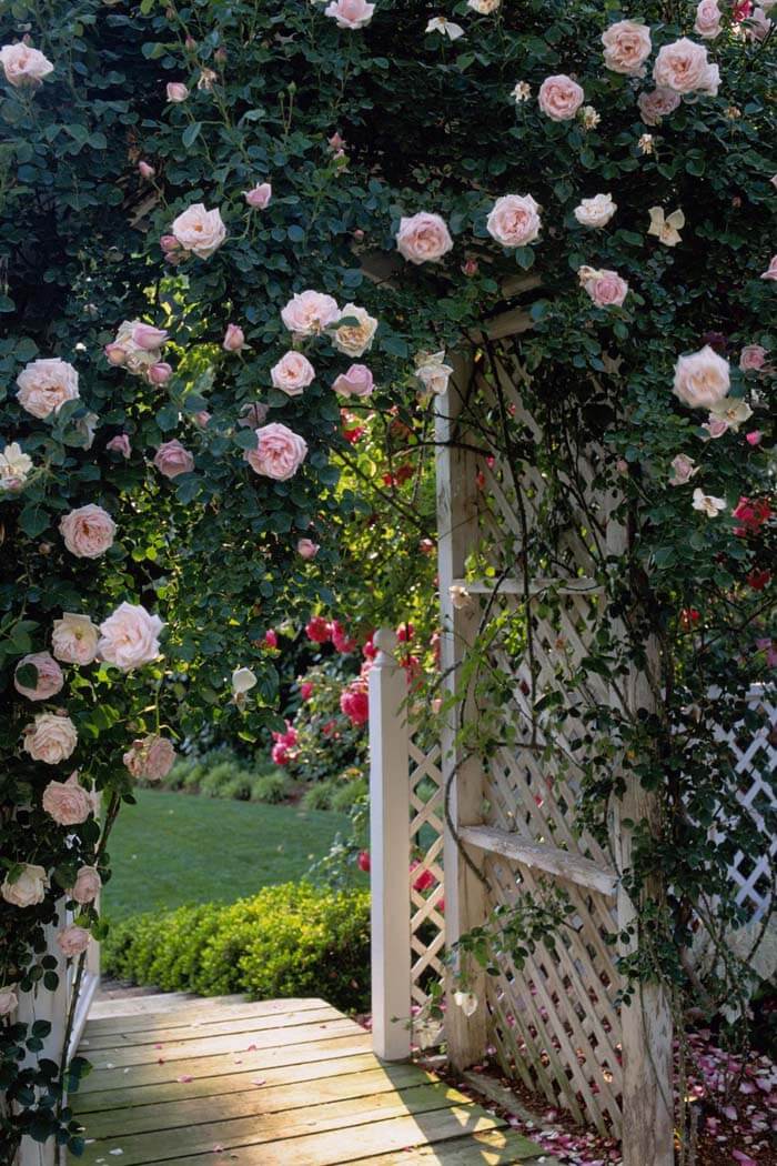 Arbor With Roses #garden #landscaping #decorhomeideas