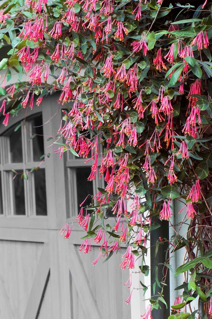 Climbing Plant Garden Decor #garden #landscaping #decorhomeideas