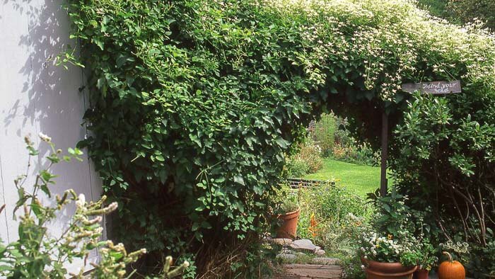 Climbing Plant Trellis #garden #landscaping #decorhomeideas