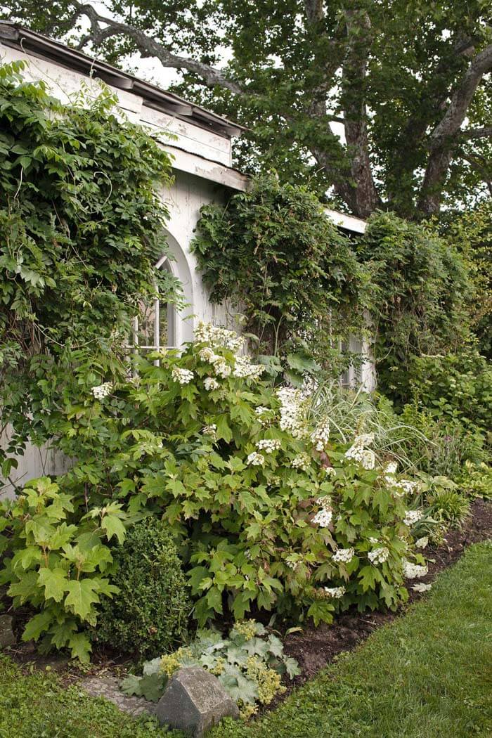 Front Yard Greenery #garden #landscaping #decorhomeideas