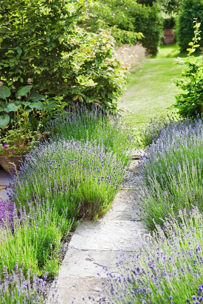 Violet Flowers Garden Pathway #garden #landscaping #decorhomeideas