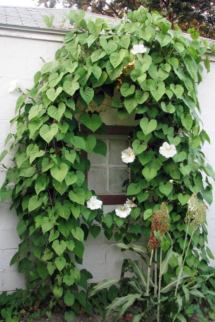 Window Surrounded With Greenery #garden #landscaping #decorhomeideas