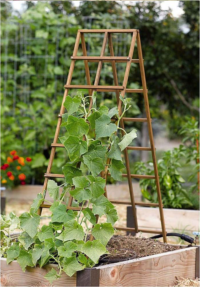 Awesome Diy Garden Trellis Ideas #garden #trellis #diy #decorhomeideas