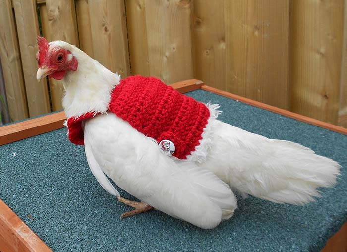 Chicken Christmas Sweater 3