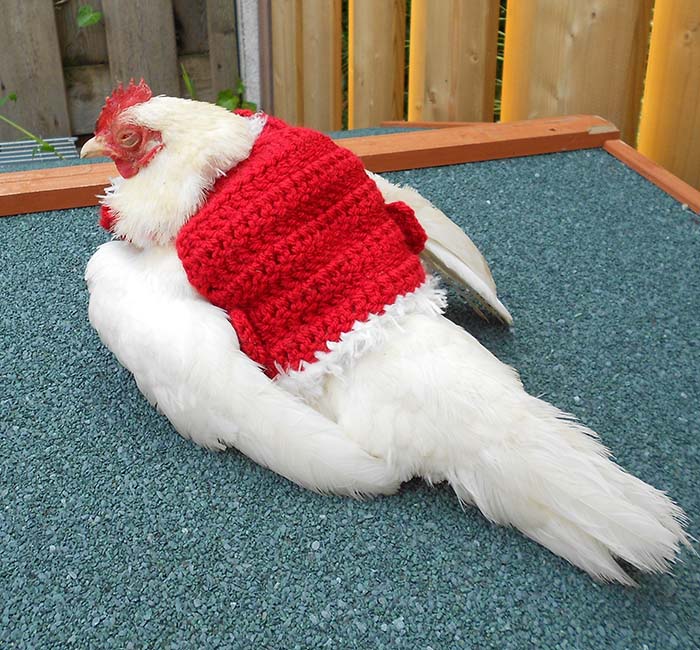 Chicken Christmas Sweater 4