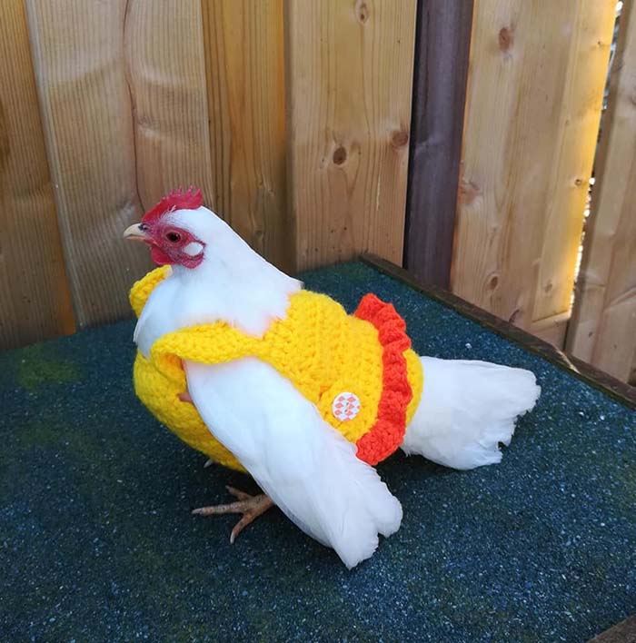 Chicken Christmas Sweater 5