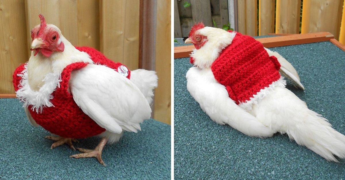 Chicken Christmas Sweater Design