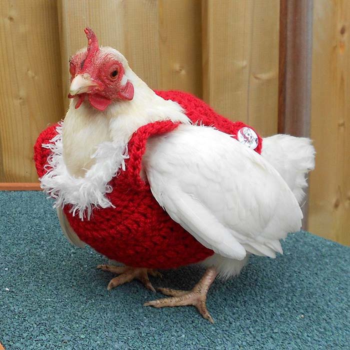 Chicken Christmas Sweater