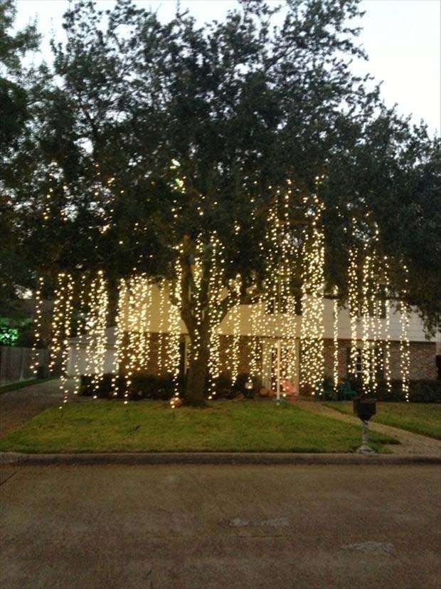 Christmas Light Draped Tree #Christmas #diy #lights #decorhomeideas