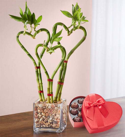 Heart Shaped Bamboo #valentine #gifts #girl #woman #decorhomeideas