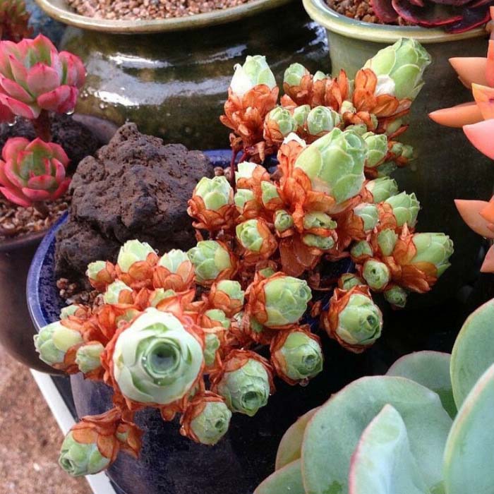 A Lot Of Rose Succulents #succulent #garden #rose #decorhomeideas