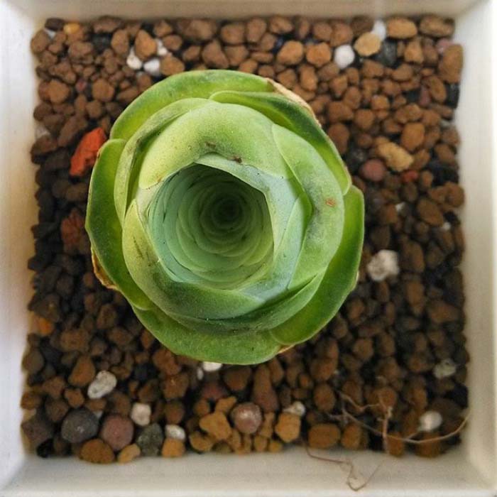 Above Rose Succulent #succulent #garden #rose #decorhomeideas