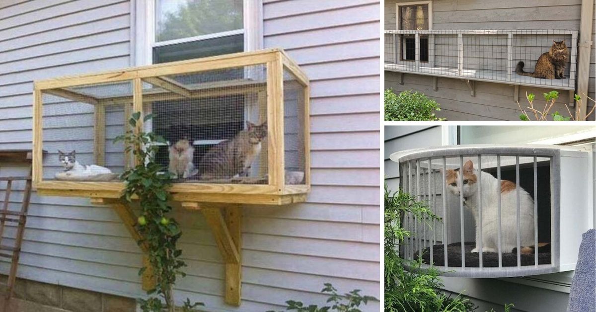Best DIY Screened Cat Porch