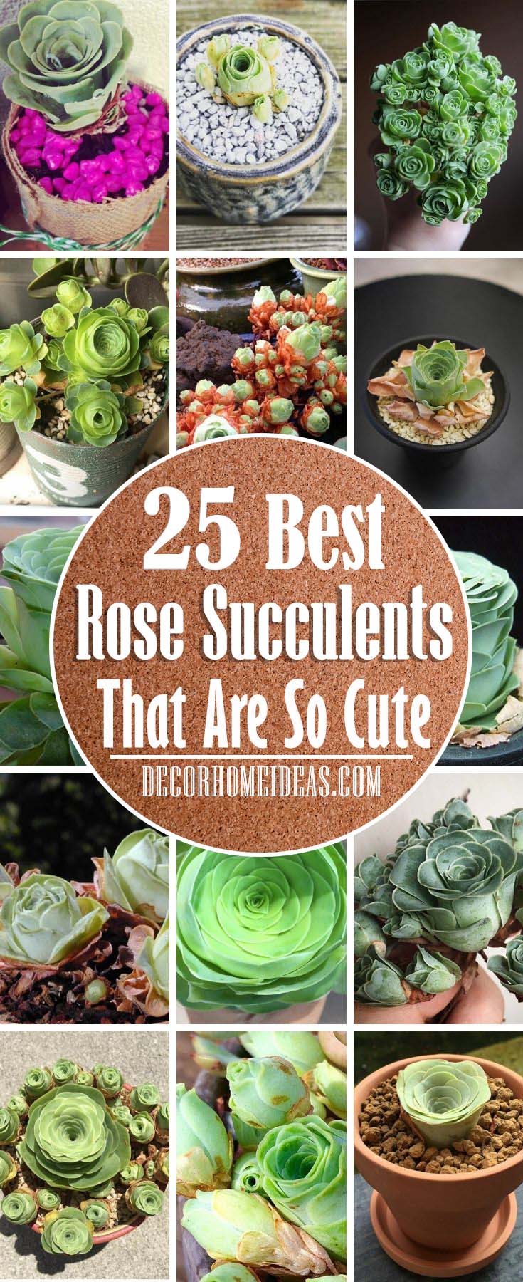 Best Rose Succulents. Are you in love with succulents? Well, these amazingly beautiful rose succulents that we have listed here are your dream come true #succulent #garden #rose #decorhomeideas