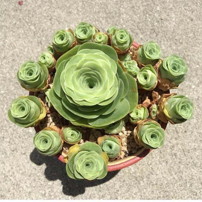 Big And Small Rose Succulents #succulent #garden #rose #decorhomeideas