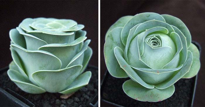 Blossom Rose Succulents #succulent #garden #rose #decorhomeideas