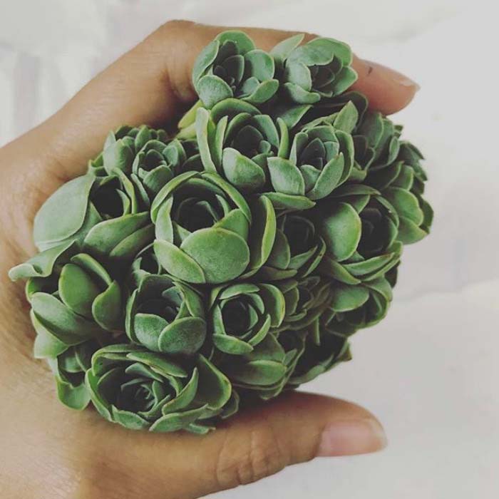 Bouquet Of Rose Succulents #succulent #garden #rose #decorhomeideas