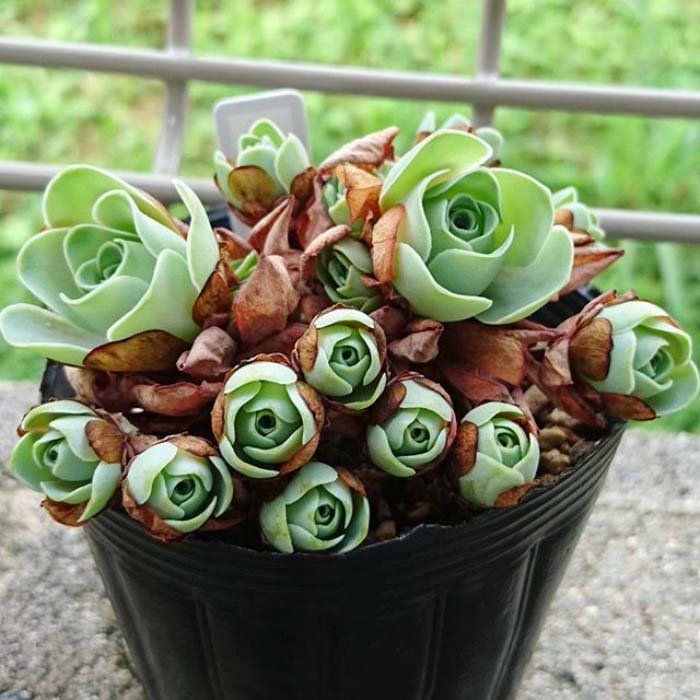 Bucket Full Of Rose Succulents #succulent #garden #rose #decorhomeideas