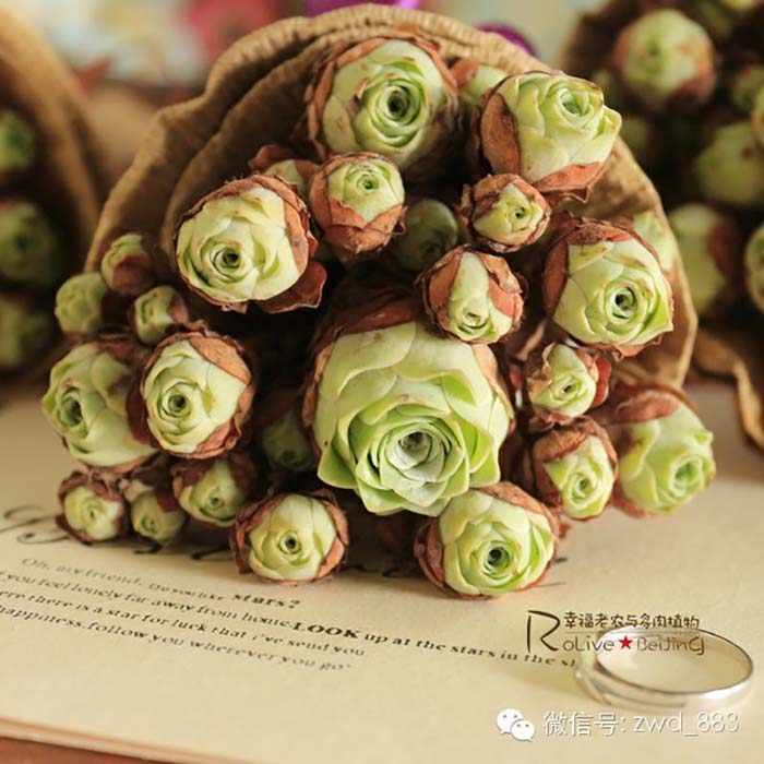 Bunch Of Rose Succulents #succulent #garden #rose #decorhomeideas