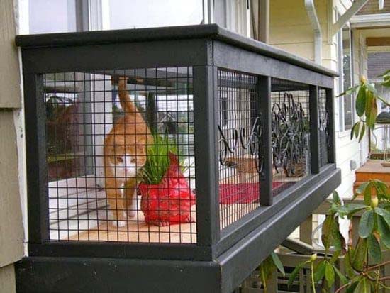 Catio Design