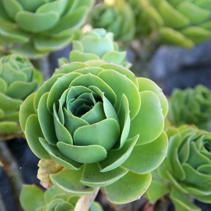 Close Shot Rose Succulent #succulent #garden #rose #decorhomeideas