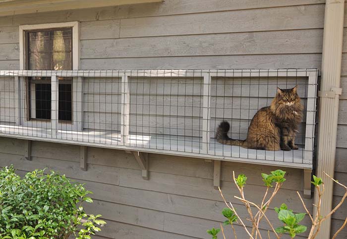 Dıƴ Screened Cat Porches