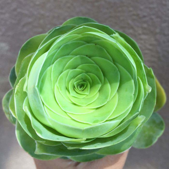 Fabulous Rose Succulent #succulent #garden #rose #decorhomeideas