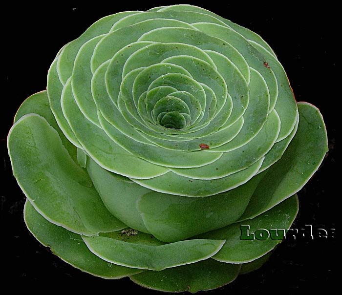 Fantastic Rose Succulent #succulent #garden #rose #decorhomeideas