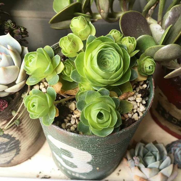 Farmhouse Rose Succulents #succulent #garden #rose #decorhomeideas