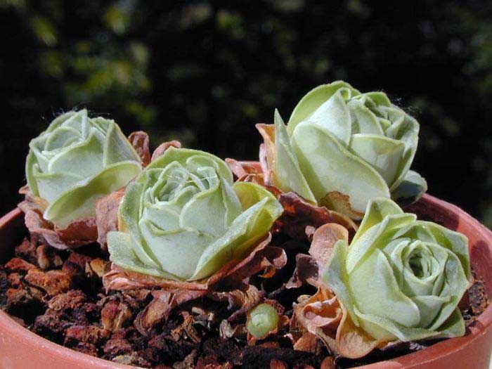 Flower Pot With Rose Succulents #succulent #garden #rose #decorhomeideas