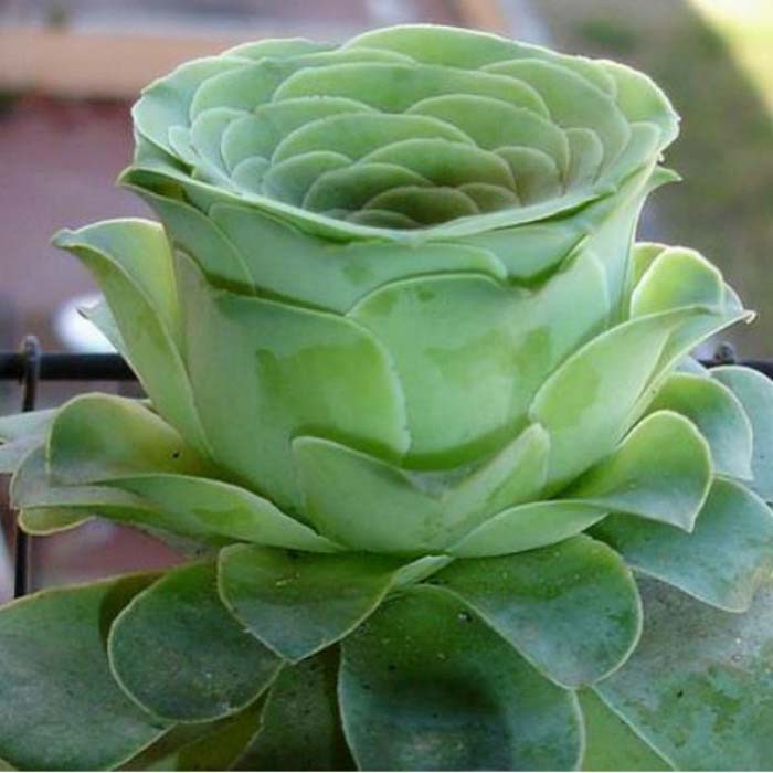 Fresh Rose Succulent #succulent #garden #rose #decorhomeideas