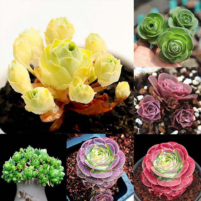 Full Of Color Rose Succulents #succulent #garden #rose #decorhomeideas