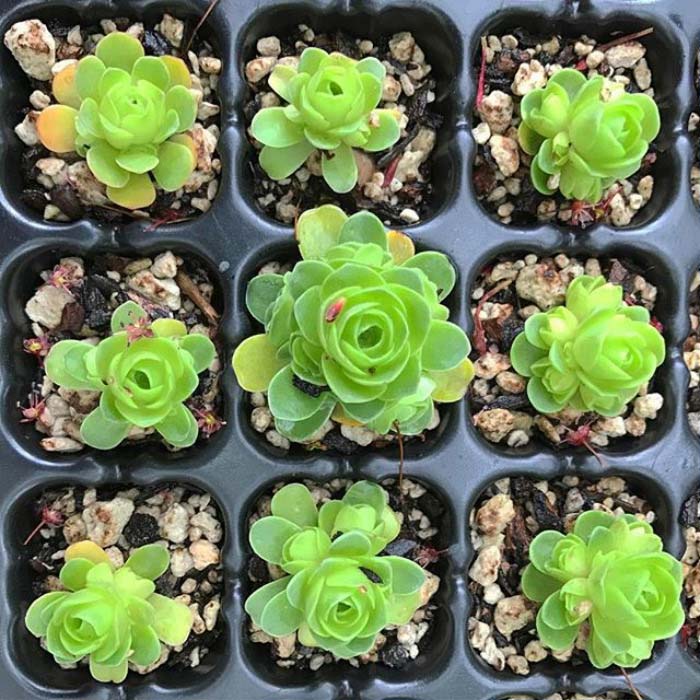 Grid Of Rose Succulents #succulent #garden #rose #decorhomeideas