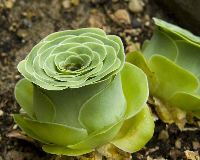 Rose Shaped Succulents Greenovia Dodrentalis #succulent #garden #rose #decorhomeideas