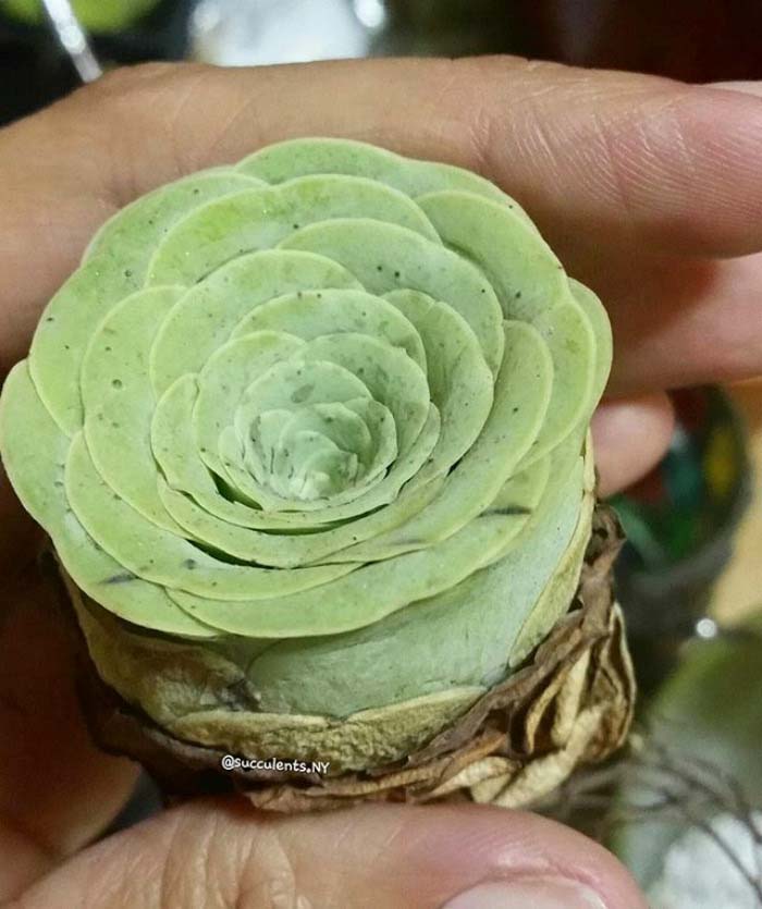 Rose Succulent Type #succulent #garden #rose #decorhomeideas