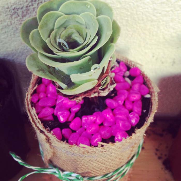 Rose Succulent With Pink Pebbles #succulent #garden #rose #decorhomeideas