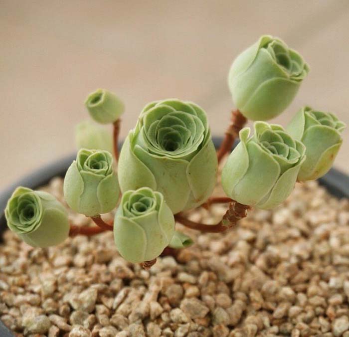 Rose Succulents Photo #succulent #garden #rose #decorhomeideas