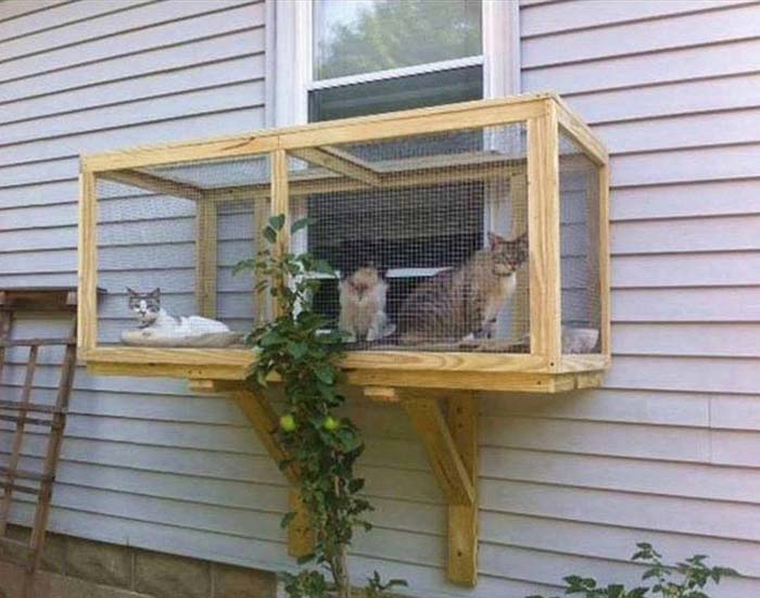Screened Cat Porch Idea
