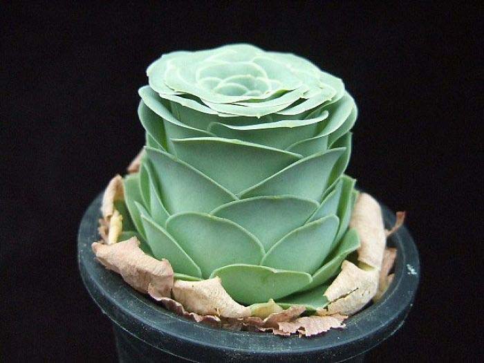 Special Rose Succulent #succulent #garden #rose #decorhomeideas